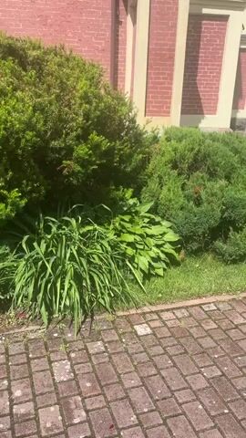 A slow panning shot moves across a garden area with a brick pathway in the foreground. Various green bushes and plants are visible, including a large, dense evergreen shrub, some leafy hostas, and a bush with small pink flowers. In the background, the corner of a building with red brick walls and cream-colored trim is partially visible. The lighting suggests it is daytime.