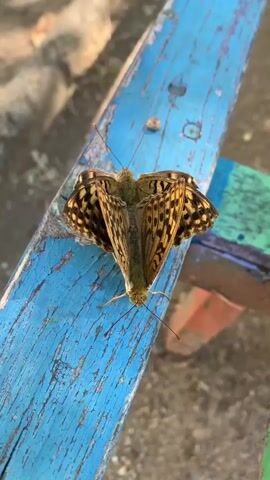 A close-up, overhead shot focuses on two butterflies perched side-by-side on a weathered blue wooden surface. The butterflies are positioned with their bodies touching and their wings spread open, creating a symmetrical V-shape. Their wings display intricate patterns of brown, black, and yellow markings. The wooden surface appears to be part of outdoor furniture, possibly a bench or chair, with flecks of green and red paint visible on adjacent parts. The background is softly blurred, suggesting an outdoor setting with dappled sunlight and dry earth or sand. The lighting creates a clear shadow cast by the butterflies onto the blue surface.