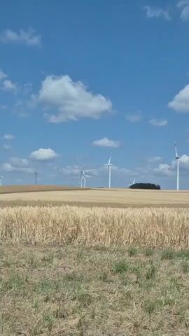 A video shows a vast field under a bright blue sky with fluffy white clouds. In the background, a line of wind turbines stands tall against the horizon. The foreground is dominated by fields of crops, appearing to be a mix of golden grain and green corn. The camera pans slowly, offering a panoramic view of the rural landscape. The wind appears to be blowing, as the crops sway gently. The overall scene is serene and idyllic, suggesting a peaceful rural setting on a clear day.