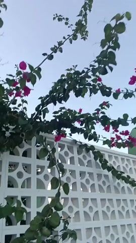 The video shows a vibrant bougainvillea plant with bright pink flowers and green leaves, climbing over a white concrete lattice fence. The fence has circular and square openings, creating a decorative pattern. Behind the fence, a green arched structure with a doorway is visible, suggesting an entrance or a part of a building. The sky above is clear and blue. The camera pans slowly, capturing the plant and fence from different angles, highlighting the textures and colors of the scene. The overall impression is one of a sunny day in a garden or outdoor space.