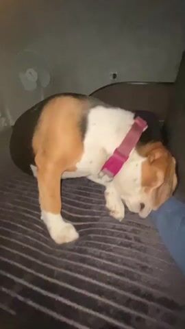 The video shows a beagle resting on a gray, horizontally striped cushion on a dark couch. The dog is tri-colored, with black, white, and brown fur and a pink collar. A white fan is visible in the background. A person's hand approaches the dog, offering something held between the fingers. The dog sniffs and then licks the person's hand.