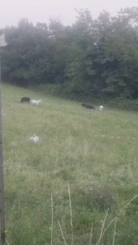A video captures a herd of goats and a dog grazing on a grassy hillside. The goats, varying in color from white to black, are scattered across the field, while the dog, a light-colored breed, is positioned closer to the foreground. The background is dominated by a dense line of trees, suggesting a wooded area. The overall atmosphere is serene, with the animals peacefully engaged in their natural activities.