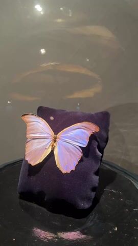 The video shows a mounted butterfly on a small, dark-blue velvet pillow, displayed on a reflective black surface. The butterfly's wings are pale orange and iridescent blue. The backdrop is a blurry, light-grey surface reflecting overhead lights.  The camera circles around the butterfly to provide a complete view.