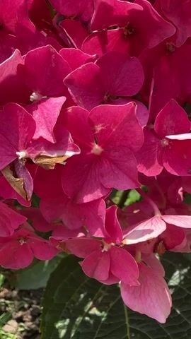 The video shows a close-up of a large cluster of bright pink hydrangeas in full bloom. The camera slowly zooms out, revealing the entire bush, which is surrounded by green grass and a few dark green shrubs. The hydrangeas are the focal point, with their dense, round flower heads filling the frame. Sunlight filters through the petals, creating highlights and shadows. The background is slightly blurred, emphasizing the vibrant flowers. There are no people or animals visible in the video. The scene appears to be an outdoor garden or yard.