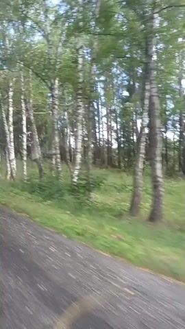 The video shows a view from a moving vehicle traveling along a dirt road. On the right side of the road is a dense forest with tall, slender trees that appear to be birch trees due to their white bark. The trees are closely spaced, with lush green foliage. The ground beneath the trees is covered in grass and some ferns. The road itself is dark and appears to be made of gravel or asphalt. The lighting suggests it is daytime, possibly late morning or early afternoon, with the sun filtering through the trees, creating dappled light. The camera is angled slightly downwards, capturing the road in the foreground and the forest receding into the distance. The movement of the vehicle is evident from the blur of the road and the slight sway of the trees. There are no people or animals visible in the frame. The overall scene is one of a natural, wooded landscape.
