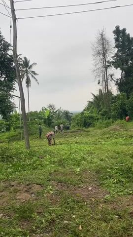 In an outdoor, medium-shot video, several people are working in a green field under an overcast sky. The foreground consists of a grassy field that has been partially cleared, with patches of exposed soil. In the midground, there are approximately eight individuals. One person, wearing a colorful patterned shirt, is bent over, seemingly digging. Other individuals are standing and appear to be clearing the land. Behind them, the field slopes gently upwards towards a dense area of tropical vegetation, including banana trees and a lone palm tree.  A few tall, bare trees stand out against the greenery. In the background, a distant horizon is visible. A utility pole and overhead power lines are visible along the left side of the frame. The overall impression is one of community labor or agricultural work in a tropical setting.