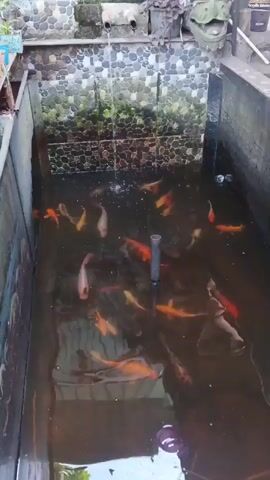 A high-angle video shows a rectangular outdoor fish pond filled with numerous koi fish. The pond is lined with what appears to be concrete or stone, and the water is murky. In the background, a stone wall is visible, with a small waterfall cascading into the pond. A gray PVC pipe is submerged in the center of the pond, likely part of a filtration system. The fish are of various sizes and colors, predominantly orange and white, with some darker markings. They swim around the pond, occasionally surfacing. The overall environment appears to be a garden or courtyard setting.