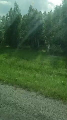The video shows a view from a moving vehicle, looking out at a grassy field with trees in the background. Sunlight streams through the trees, creating bright streaks of light. The ground in the foreground is a gravel road. The camera appears to be mounted inside the vehicle, possibly on the dashboard or windshield, as there are some smudges and glare on the lens. The overall impression is one of a scenic drive through a rural or natural area.