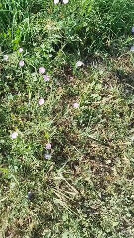 This video displays a close-up, vertical shot of a patch of ground covered in green grass, weeds, and small pink flowers. The sun appears to be shining, casting shadows and highlighting the textures of the foliage. The camera pans slightly downwards, revealing more of the plant life and the uneven surface of the ground. The scene is natural and appears to be outdoors, possibly a field or a garden. There are no people or animals visible in the frame. The overall impression is one of a sunlit, overgrown natural area.