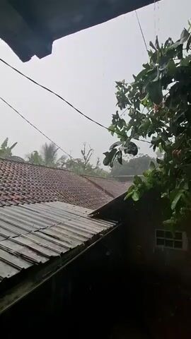 The video shows a medium shot of a house during a rainstorm. In the foreground, a roof is visible on the left, with rain falling on it. In the center, a tree with green leaves and some red fruit is visible. The tree is partially obscuring a small house with a window and a ladder leaning against it. To the right of the house, a bag of fertilizer sits on a wooden stand. The sky is overcast, and the rain is visible as streaks against the sky and on the leaves.