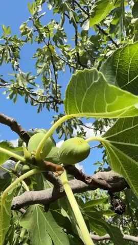 A close-up shot focuses on two green figs growing on a tree branch. The figs are immature and unripe, with smooth green skin. They are attached to a thick, gray branch by short, pale green stems. Large, vibrant green leaves with prominent veins surround the figs. In the background, more of the fig tree's branches and leaves are visible against a clear blue sky. The lighting suggests it is daytime, likely sunny, with the sun filtering through the leaves and creating bright highlights. The camera appears to be positioned slightly below the figs, looking upwards. There are no people or other animals visible in the frame. The overall scene conveys a sense of natural growth and the early stages of fruit development.