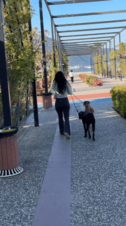 Woman walks two dogs on Fethiye promenade early morning