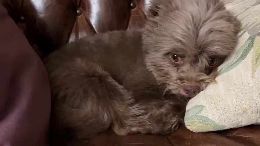 A small brown dog with shaggy fur is curled up on a brown leather couch next to a floral pillow. The dog is lying on its side, with its head resting on the pillow and its eyes partially closed. The dog's fur is a medium brown color, and it has a small pink nose and dark eyes. The couch appears to be a tufted leather couch, and the pillow is a light-colored fabric with a floral pattern. The background is blurred, but it appears to be an indoor setting. The lighting is dim, casting shadows on the dog and the couch.