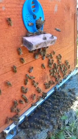 The video shows a close-up, side-view of a beehive. A large number of bees are visible on the orange wooden exterior of the hive. A blue, circular device with multiple openings is affixed to the hive wall, acting as an entrance. Bees are seen entering and exiting this device. Below the entrance, a pinkish rectangular object is attached to the hive. Numerous bees are clustered on the hive surface, particularly around the entrance area and the bottom edge of the hive. Many bees are also visible on the ground in front of the hive, suggesting a high level of activity. The lighting indicates it is daytime, and the background shows a hint of green foliage.