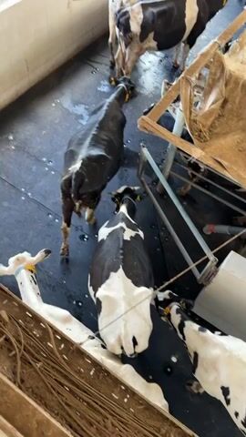 The video shows several cows in a barn. The cows are black and white. They are standing and lying down. Some of the cows are in stalls. There is a fan in the background. There is also a tarp covering some equipment. The barn appears to be clean, with some hay on the floor.