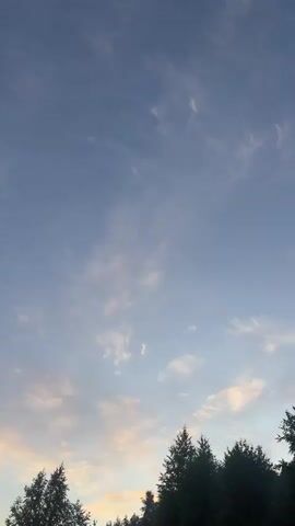 A vertical video captures a natural landscape at dusk. The upper portion of the frame is dominated by a clear blue sky with thin, wispy clouds tinged with pink and orange, indicating either sunrise or sunset. The lower portion of the video features a dense line of dark green trees silhouetted against the sky. The trees appear to be a mix of coniferous and deciduous species, with their foliage creating a textured, dark band across the bottom of the screen. The overall impression is one of tranquility and the end of the day. There are no people or visible man-made objects in the majority of the video. Towards the very bottom edge of the frame, a sliver of a white fence and some string lights are visible, suggesting the presence of a nearby human dwelling. The video appears to be shot from a stationary position.