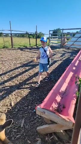 A young boy wearing a blue and white baseball cap, a white tank top with a graphic design, and denim shorts is interacting with a deer. The boy is holding a small cup in his left hand. A woman wearing a white dress and white sneakers stands to the left of the boy. The deer is on the ground in front of the boy, and appears to be reaching for something from the boy's hand. The interaction is taking place outdoors in a fenced area with wood chips on the ground. Sunlight is casting long shadows from the fencing onto the ground. There is a pink, angled structure to the right of the frame.