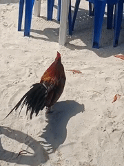 Roosters, jet skis, and boats at a lively beach