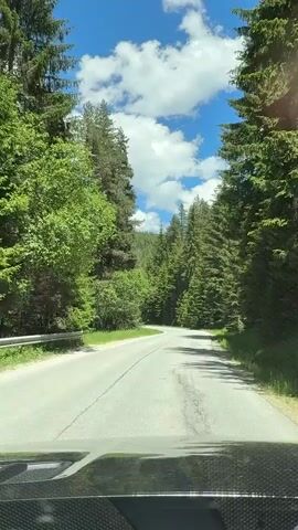 This is a first-person perspective video of someone driving on a winding road through a dense evergreen forest. The road is paved and appears to be in fair condition with some cracks and wear. Tall evergreen trees line both sides of the road, creating a canopy effect overhead. Sunlight filters through the trees, casting dappled shadows on the road. The sky is a bright blue with scattered white clouds. The interior of a vehicle is visible at the bottom of the frame, suggesting the video is being recorded from inside a car. No other people or vehicles are visible. The overall impression is one of a scenic drive through a natural, wooded environment.
