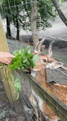 Spotted deer herd grazes and feeds in dappled woodland