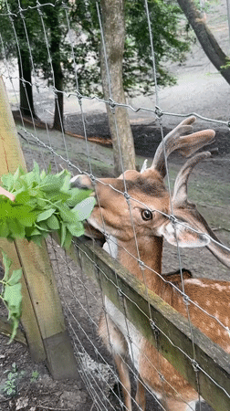 Spotted deer herd grazes and feeds in dappled woodland