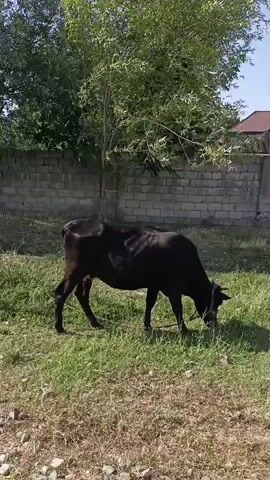 A black cow is seen grazing in a grassy area. Behind the cow is a brick wall, and beyond that, trees and buildings. The camera then pans to the right, showing more of the environment, including a gate and a different building. The sky is clear and blue.