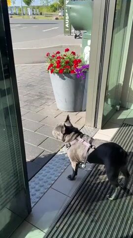 The video shows a French Bulldog with grey fur and a purple harness standing near an open doorway. The dog is facing away from the camera, looking outside. In the background, there is a large grey planter filled with red and purple flowers. The ground is paved with rectangular tiles, and there is a metal grate near the doorway. The scene appears to be outdoors on a sunny day.
