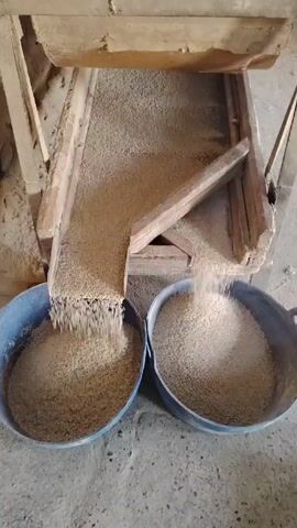 A static, medium shot shows a wooden grain cleaner separating rice into two blue buckets on a concrete floor. The grain cleaner has a rectangular wooden frame with a slanted section that divides the falling grain stream. The grain is light in color, and there is dust present in the air. The buckets are about two-thirds full. The floor appears worn and dusty. No people are visible in the frame. The machine is operating, causing a steady stream of rice to flow into both buckets.