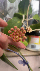 Indoor gardeners document blooming Hoya plants and household cat