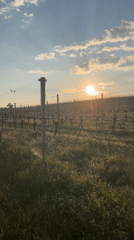 Sunset filmed over vineyard in Belitsa, Bulgaria
