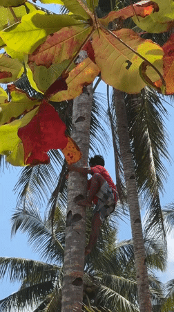 Person climbs palm tree barefoot in General Luna, Philippines