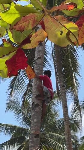 Person climbs palm tree barefoot in General Luna, Philippines