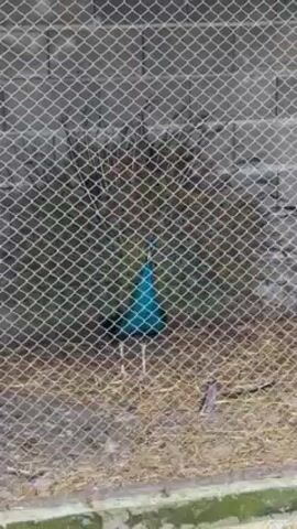 The video shows a peacock in a wire cage. The peacock is mostly green and black. The cage is made of wire mesh and the floor is covered in straw. A cinder block wall forms the backdrop to the cage. The peacock walks around slowly. A voice is heard talking but is unintelligible.