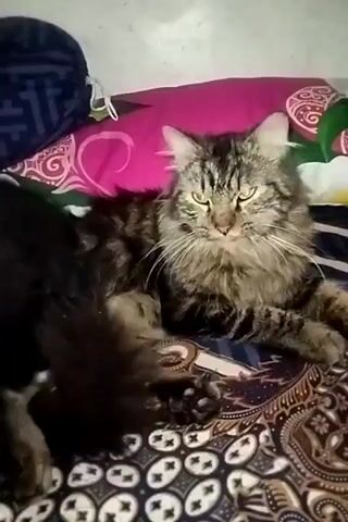 The video shows two cats lying on a bed covered with a patterned blanket. A large, fluffy brown and black tabby cat is in the foreground, looking towards the camera with its eyes partially closed. Its head is tilted slightly to the left. To the left of the tabby cat, a smaller black and white cat is visible, with its head turned away from the camera and facing the tabby cat. It appears to be grooming or interacting with the larger cat. The background consists of pillows and bedding with pink and blue patterns. The lighting is dim, suggesting an indoor environment.