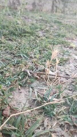 A close-up, low-angle shot focuses on dry grass and dirt. In the background, a concrete wall runs horizontally, partially obscured by green vegetation. The lighting suggests it is daytime, possibly late afternoon, with soft natural light casting subtle shadows. The camera is stationary.