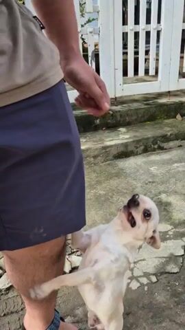 The video shows a person petting a small, light-colored Chihuahua. The person is wearing dark shorts, a long-sleeved brown shirt, and blue sandals. The dog is standing on its hind legs, reaching up to the person. The person holds the dog for a moment, then puts it back down. The dog appears energetic and playful. They are standing on a concrete surface with cracks and some pebbles. In the background, there is a white fence and some greenery.