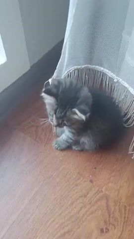 A fluffy, grey and black tabby kitten with bright eyes is captured in a close-up shot, sitting on a polished wooden floor. The kitten is positioned beneath a white curtain with dangling fringe, which casts a shadow around it. The kitten is looking down, its small body slightly hunched, and its whiskers are prominent. To the left of the frame, a sliver of white wall and a window are visible, hinting at an indoor setting. The lighting suggests daylight is filtering into the room. The kitten appears to be the sole subject of interest in the video, and no other animals or people are present. The overall impression is one of a young, curious, and perhaps cautious feline.