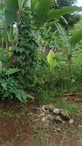 The video captures a panoramic view of an agricultural landscape in Sukanagara, Indonesia. The scene is lush with green vegetation under an overcast sky. Prominent features include several banana trees, a young papaya plant, and a tall plant with dark purple leaves (possibly black sugarcane).

In the foreground, there are cultivated beds covered with black plastic mulch and green irrigation hoses coiled on the ground. The camera pans to reveal a water body, likely a pond or irrigation channel, containing more green hoses and wooden structures, possibly rafts or supports for aquaculture nets. In the background, a terraced hillside covered in green crops, resembling a plantation, stretches across the horizon. A small shed with a reddish roof is partially visible in the distance amidst the foliage. No people are seen in the video.