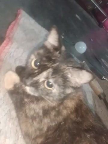 The video shows a tortoishell cat lying on a textured surface. The cat's eyes are visible, with one eye appearing to have a bluish-green iris and the other a yellowish-brown iris. The cat's fur is a mix of black, brown, and tan patches. A red and white striped object is visible in the foreground, partially obscured by the cat. The background is dark and out of focus, with a white object, possibly a light fixture, visible in the upper left corner. The cat appears to be resting and observing its surroundings.