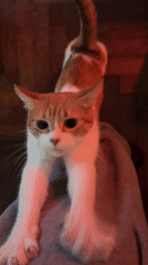 Cat kneads on lap in Buenos Aires home
