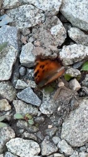 Orange and black butterfly resting on rocky ground, Yekaterinburg