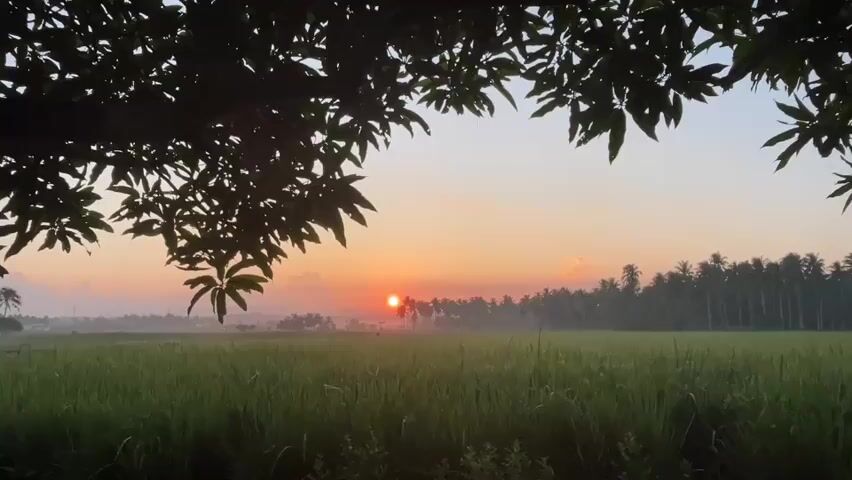The video shows a sunrise over a rural landscape. In the foreground, the silhouette of tree branches with leaves frames the scene. A vast field of green crops, likely rice paddies, stretches across the middle ground, with a subtle mist hovering above it. A dense line of palm trees runs along the horizon, creating a natural border. In the distance, hazy hills are visible. The sun, a bright orange orb, is just rising, casting a warm, soft glow across the sky, painting it in hues of pink, orange, and pale blue. The overall atmosphere is serene and tranquil, capturing the quiet beauty of dawn.