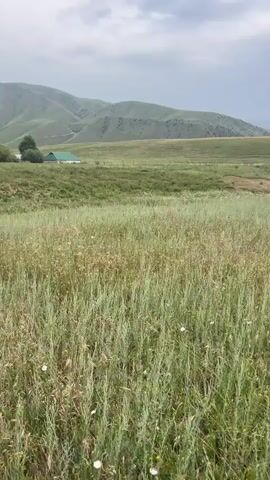 The video shows a drone shot moving over a field of tall grass and wildflowers. In the distance, there are rolling hills with some trees and a green-roofed building. The sky is overcast. The camera pans slightly to the right, revealing more of the landscape. The drone continues to move forward, giving a sense of exploration.