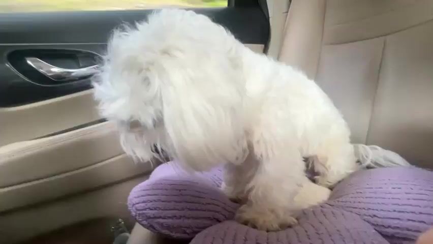 A small white fluffy dog sits on a purple pillow inside a car. The dog is looking out the car window. The car door is open, and the exterior of the car is visible. The dog is moving its head and body. The scene is filmed from inside the car.