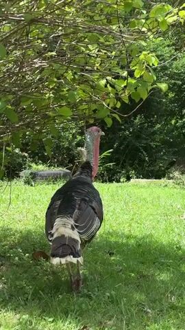 A turkey walks across a grassy area in front of trees.