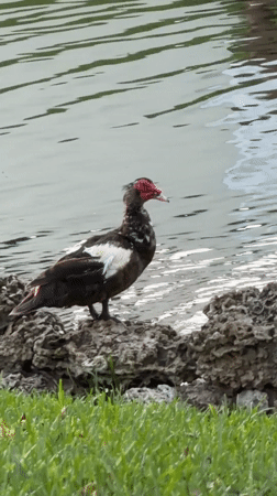 Dusk in Miami: a Muscovy duck and fading evening sky