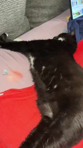 A black and white cat is sleeping on its back on a bed. The cat's eyes are closed and its mouth is slightly open. The cat's paws are extended outwards. The bed is covered with a red blanket and a patterned sheet. In the background, a tablet is propped up on a pillow, displaying what appears to be a webpage or application with colorful graphics. The overall environment suggests a relaxed indoor setting.