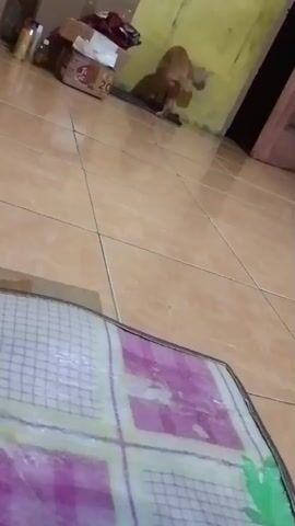 The video shows a ginger cat urinating against a yellow wall. The cat is positioned in the middle of the frame, facing away from the camera. The floor is tiled with beige squares. In the background, there are several boxes and some items on a shelf. A pink and white mat is in the foreground, partially obscuring the view of the floor. The lighting appears to be artificial and somewhat dim.