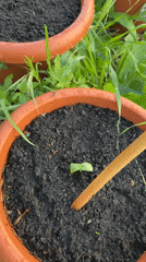 Plant seedlings observed growing in terracotta pots in Montenegro