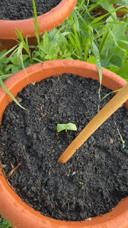 Plant seedlings observed growing in terracotta pots in Montenegro